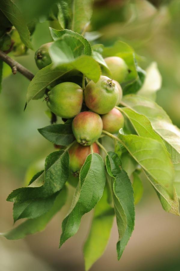 לינה וארוחת בוקר הוניטון Rose Farm מראה חיצוני תמונה