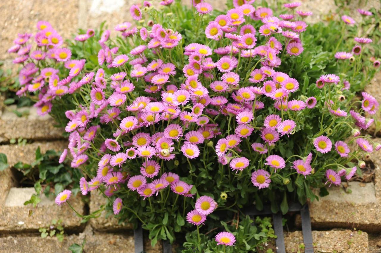 לינה וארוחת בוקר הוניטון Rose Farm מראה חיצוני תמונה