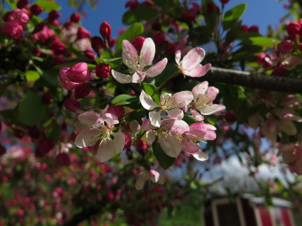 לינה וארוחת בוקר הוניטון Rose Farm מראה חיצוני תמונה