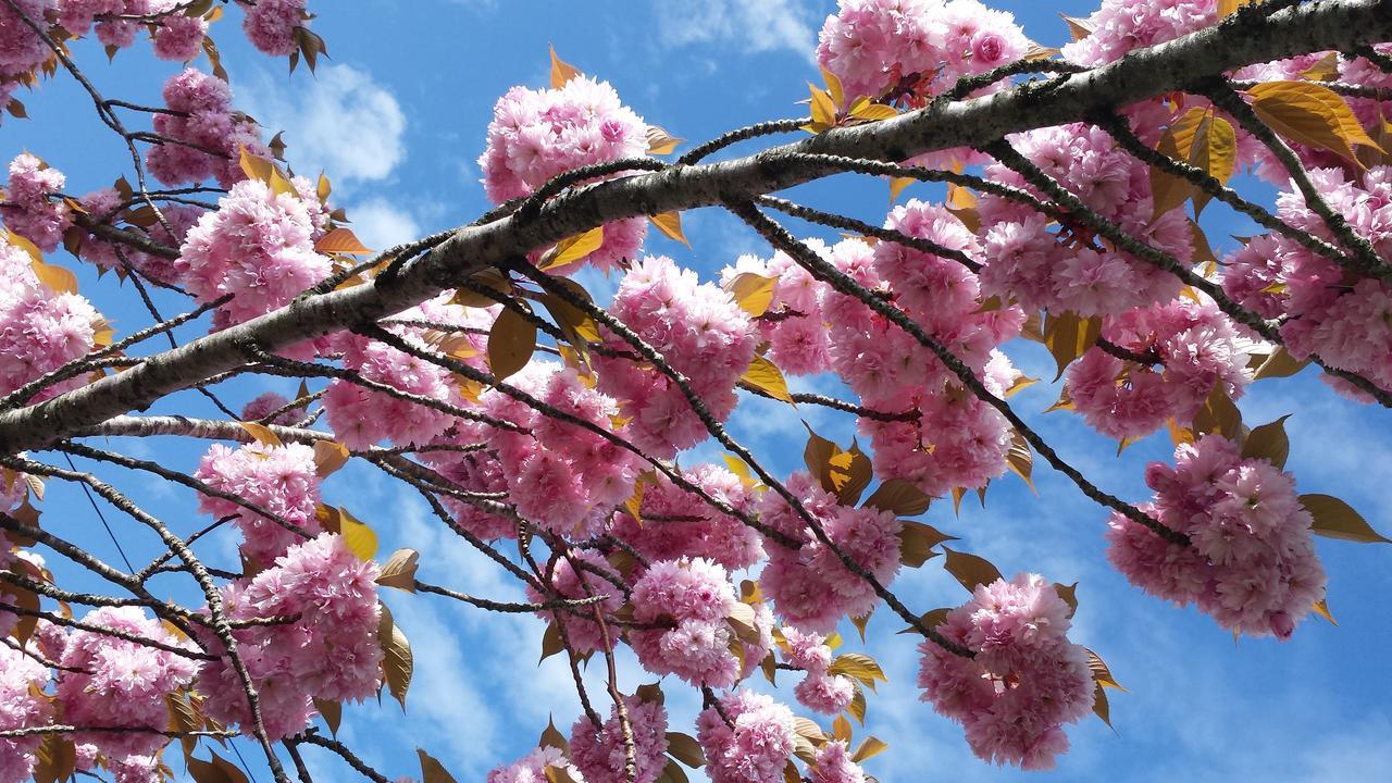 לינה וארוחת בוקר הוניטון Rose Farm מראה חיצוני תמונה
